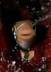 Canon 400D test run.. smiley face of the fangblenny.... 6... by Alex Tattersall 